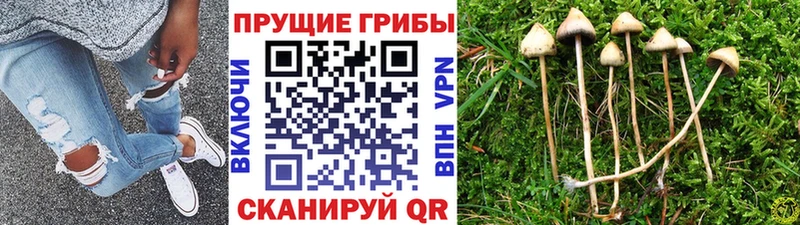 Галлюциногенные грибы Cubensis площадка официальный сайт Красноперекопск где купить наркоту hydra онион